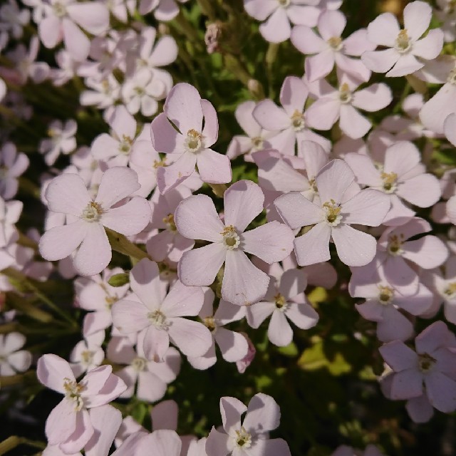 お花の種　シレネ　白色 ハンドメイドのフラワー/ガーデン(プランター)の商品写真