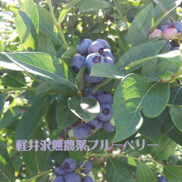 軽井沢無農薬ブルーベリー500g×2パック 食品/飲料/酒の食品(フルーツ)の商品写真