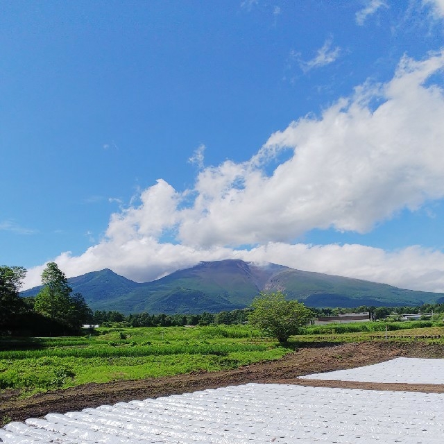 軽井沢無農薬ブルーベリー500g×2パック 食品/飲料/酒の食品(フルーツ)の商品写真