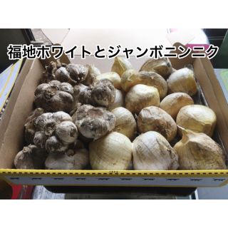 福地ホワイトとジャンボニンニク 1.5㎏(野菜)