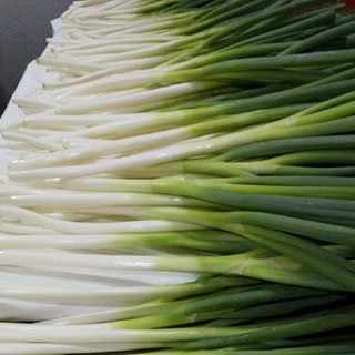 鳥取県境港産 白ねぎ(長ねぎ) 3kg(野菜)
