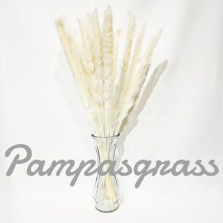 パンパスグラス　ドライフラワー　ホワイト　テールリード　花材　10本セット(ドライフラワー)