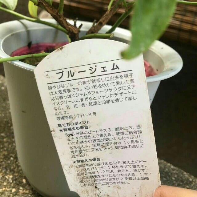 ブルーベリーの苗　フルーツ　果物　観葉植物 食品/飲料/酒の食品(野菜)の商品写真