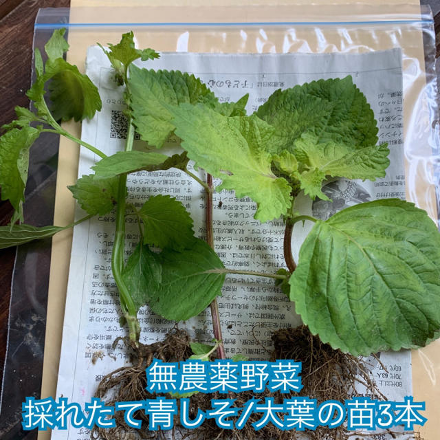 採れたて青しそ /大葉の苗3本＊無農薬野菜＊プランター＊初心者向け＊ネコポス＊ 食品/飲料/酒の食品(野菜)の商品写真