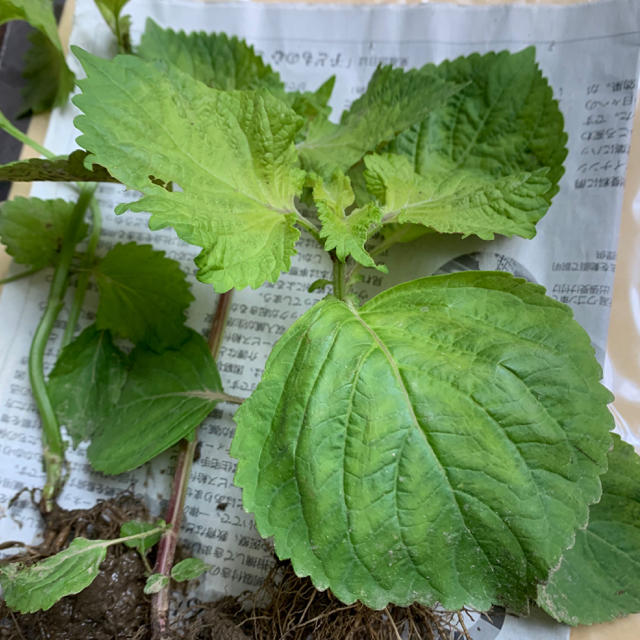 採れたて青しそ /大葉の苗3本＊無農薬野菜＊プランター＊初心者向け＊ネコポス＊ 食品/飲料/酒の食品(野菜)の商品写真