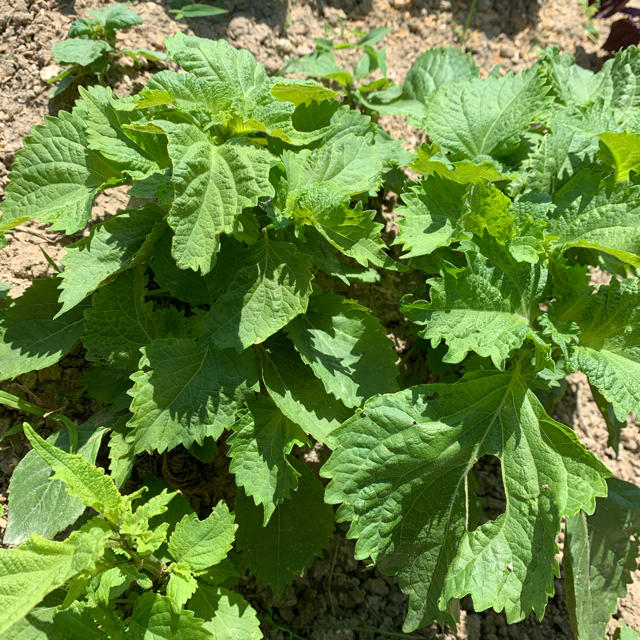 採れたて青しそ /大葉の苗3本＊無農薬野菜＊プランター＊初心者向け＊ネコポス＊ 食品/飲料/酒の食品(野菜)の商品写真