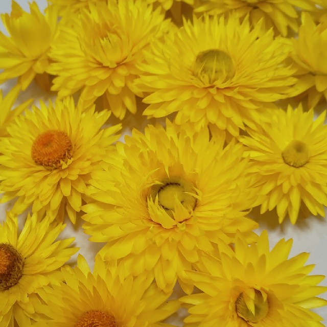 花材 セット ヘリクサリム イエロー 花かんざしヘッド ドライフラワー ハンドメイドのフラワー/ガーデン(ドライフラワー)の商品写真