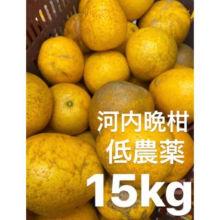 愛媛　低農薬　宇和ゴールド15Kg   河内晩柑　みかん(フルーツ)