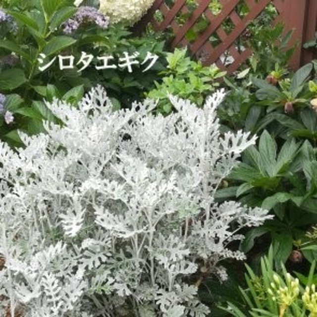 秋まき花の種　シロタエギク(白妙菊)50粒　観賞用植物　銀葉　シルバーリーフ　 ハンドメイドのフラワー/ガーデン(その他)の商品写真