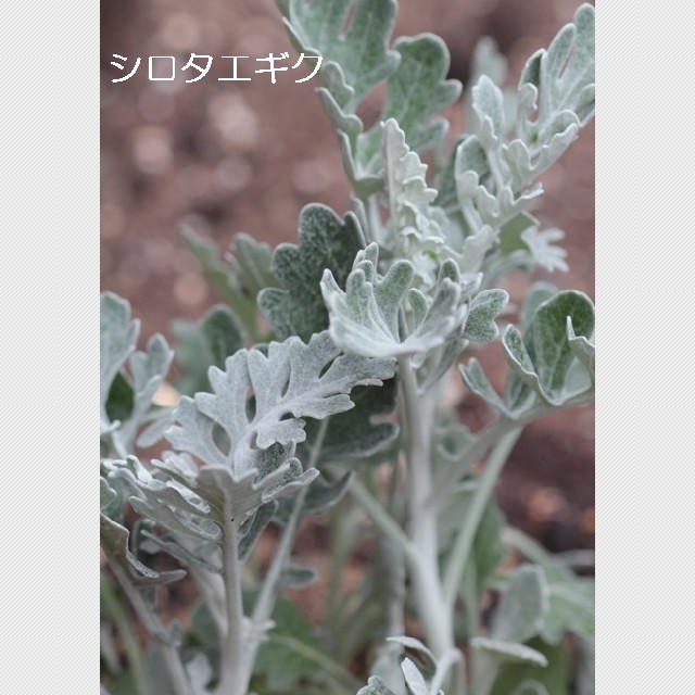 秋まき花の種　シロタエギク(白妙菊)50粒　観賞用植物　銀葉　シルバーリーフ　 ハンドメイドのフラワー/ガーデン(その他)の商品写真