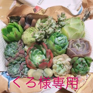 くろ様専用  韓国多肉ミニ寄せ植えセット(その他)