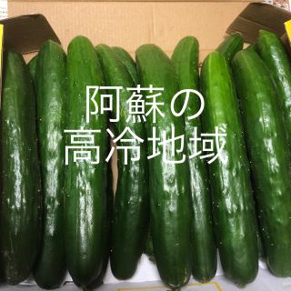 阿蘇のきゅうり 1.5kg 大小 即購入OK 次回発送7月23日(野菜)