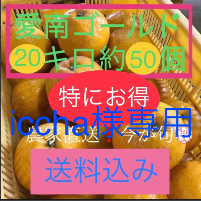 愛媛県産 農家直送 愛南ゴールド(河内晩柑) 食品/飲料/酒の食品(フルーツ)の商品写真