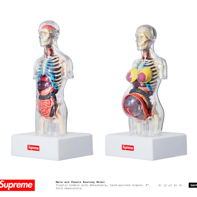 Supreme Female Anatomy Model 2体セット　人体模型