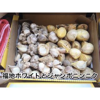 福地ホワイトとジャンボニンニク 1.5㎏(残り1点)(野菜)