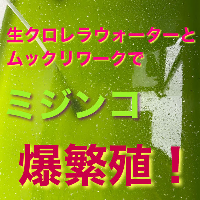 ムックリワーク ミジンコ繁殖エサ Psb 生クロレラ メダカの通販 By しん ラクマ ムックリワーク ミジンコ繁殖エサ Psb 生クロレラ メダカの通販 By しん ラクマ