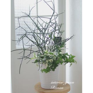 🌿観葉植物❁ボリュームミルクブッシュの寄せ植え❁❀✿✾プレゼントにも最適！！(プランター)