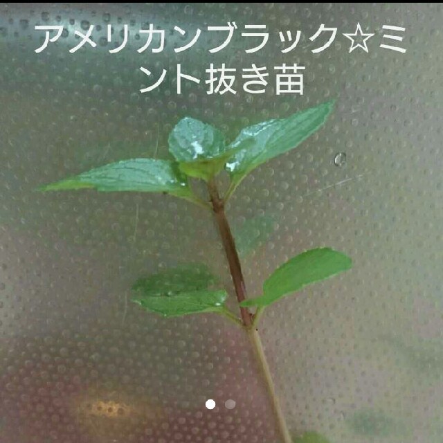 アメリカンブラックミント☆抜き苗 ハンドメイドのフラワー/ガーデン(その他)の商品写真