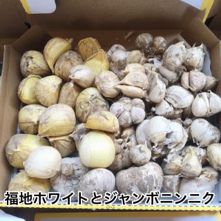 福地ホワイトとジャンボニンニク 1.5㎏(残り2点)(野菜)