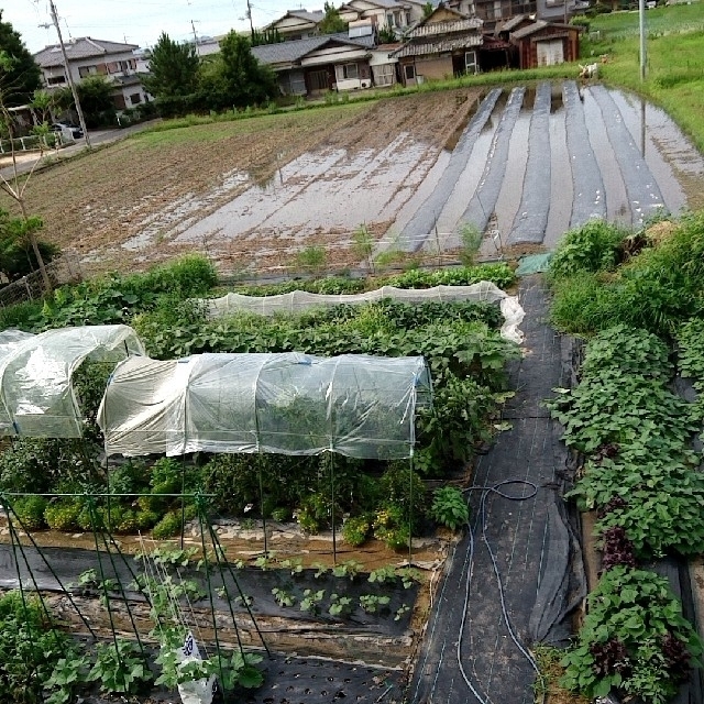 7/19収穫分【クール便】朝収穫当日発送！無農薬野菜 80サイズ 送料無料！ 食品/飲料/酒の食品(野菜)の商品写真