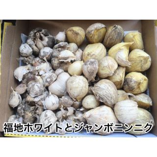 福地ホワイトとジャンボニンニク 1.5㎏(残り3点)(野菜)