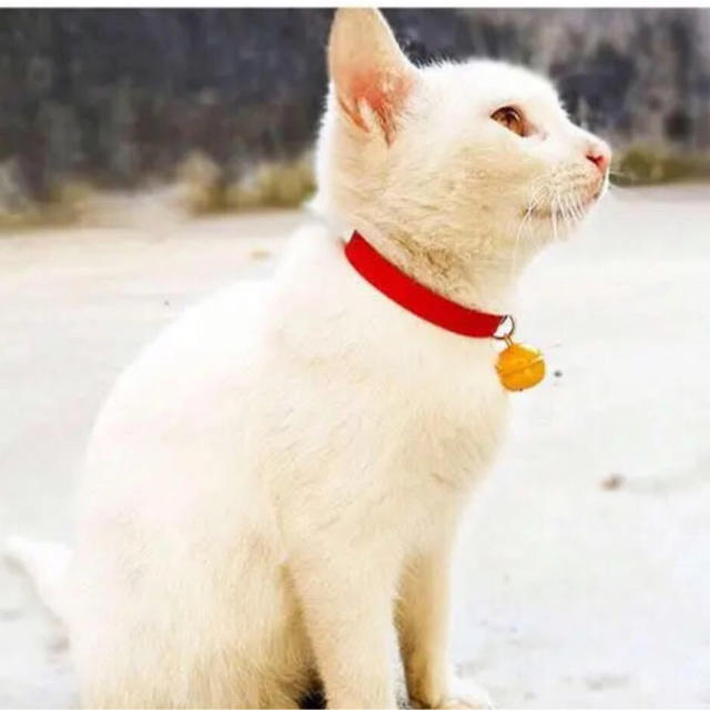 新品 ペット用 首輪 猫ちゃん 犬 サイズs ドラえもん風 赤 レッドの通販 By まいまい フォロワー大歓迎 ラクマ 新品 ペット用 首輪 猫ちゃん 犬 サイズs ドラえもん風 赤 レッドの通販 By まいまい フォロワー大歓迎 ラクマ