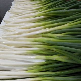 ※残りわずか❗️鳥取県境港産 白ねぎ(長ねぎ) 3kg(野菜)