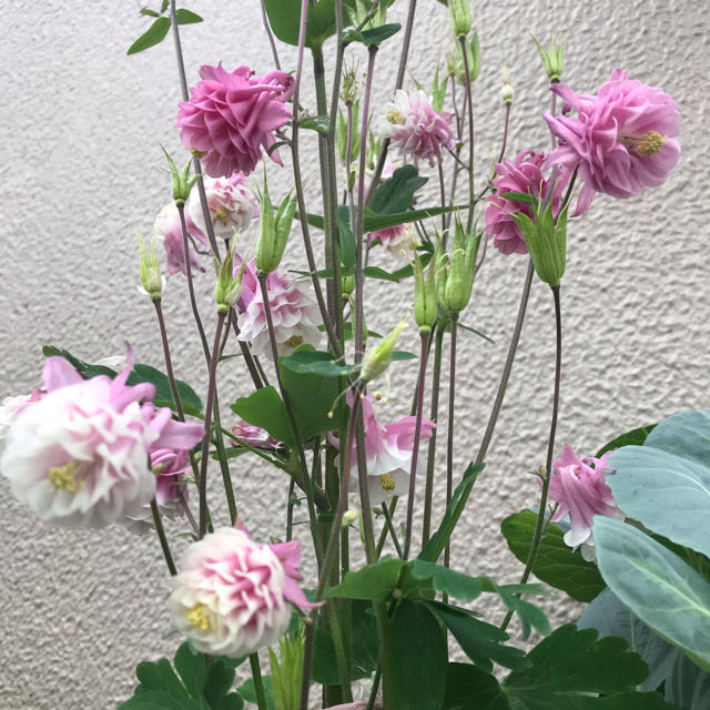 花　種子　オダマキ　50粒以上 ハンドメイドのフラワー/ガーデン(その他)の商品写真