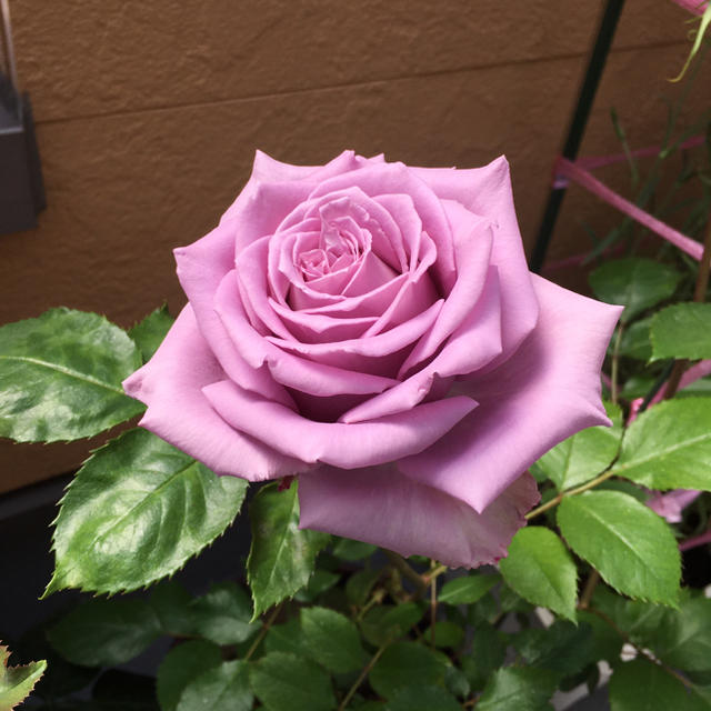 薔薇🌹挿し木苗 ハンドメイドのフラワー/ガーデン(その他)の商品写真