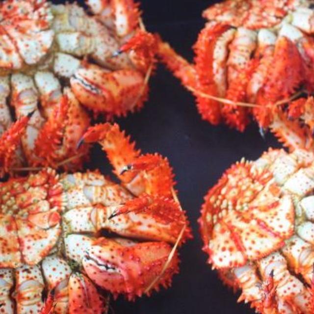 ねこぺん    今が旬の！活花咲ガニ　茹でたて発送！！４尾入り送料込み