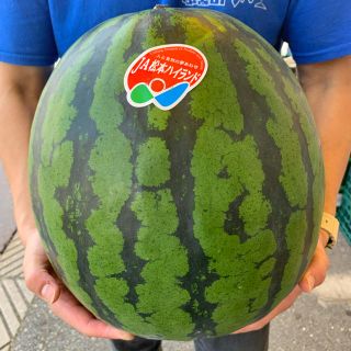 長野県産　松本ハイランド🍉5L 1玉(フルーツ)