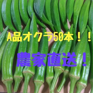 九州産A品オクラ50本(野菜)