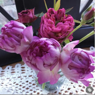 バラ苗 挿し穂　② シーアネモネ　切り花　可愛いピンク色のスプレーバラ(その他)