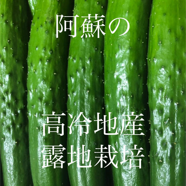 阿蘇のきゅうり 1.5kg 8月1日発送 即購入OK 食品/飲料/酒の食品(野菜)の商品写真