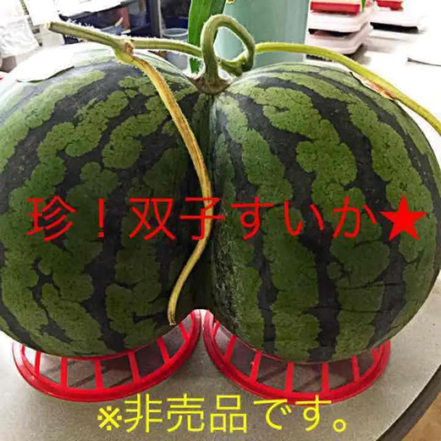 さたん様専用ページ★西瓜の匠厳選減農薬ブランド西瓜(超特大) 食品/飲料/酒の食品(フルーツ)の商品写真