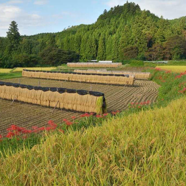 精米屋の嫁がブレンドしたお米10Kg！今だけプラス1合プレゼント 食品/飲料/酒の食品(米/穀物)の商品写真