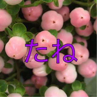 ピンクと赤のヒペリカムのタネ2粒ずつの通販 By Apple Pie S Shop ラクマ ピンクと赤のヒペリカムのタネ2粒ずつの通販 By Apple Pie S Shop ラクマ