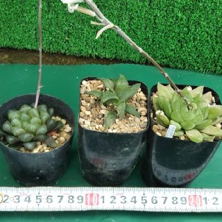 やってみよう！初めてのハオルチア3点セットinわけけのお店(その他)
