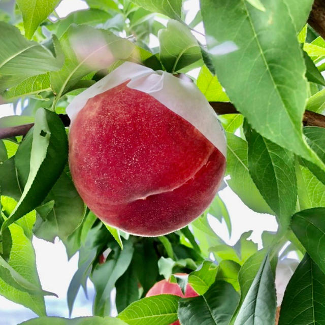 日本一の桃の生産地　山梨県の桃 朝収穫後そのまま発送！おいしくいただけます 食品/飲料/酒の食品(フルーツ)の商品写真