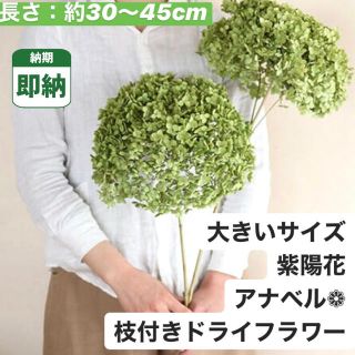 【るんるんるぅ様専用♥︎】大きいサイズ アナベル1本 フェイスカバー おまとめ(ドライフラワー)