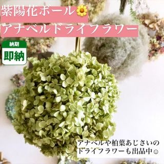 紫陽花ボール【即納】アナベル ドライフラワー あじさい フラワーボール 枝付き(ドライフラワー)