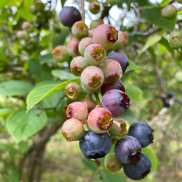 限定1箱　旬です！完熟無農薬ブルーベリー1kg　24日コンパクト発送 食品/飲料/酒の食品(フルーツ)の商品写真