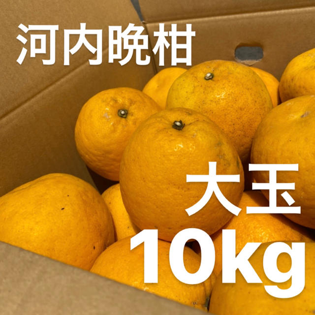 大玉　宇和ゴールド　10Kg  河内晩柑　愛媛　みかん 食品/飲料/酒の食品(フルーツ)の商品写真