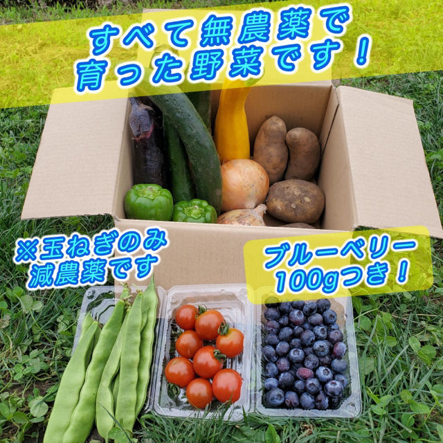 ブルーベリー付き 夏野菜セット 無農薬 減農薬 長野県 あづみ野産 2kgセット 食品/飲料/酒の食品(野菜)の商品写真