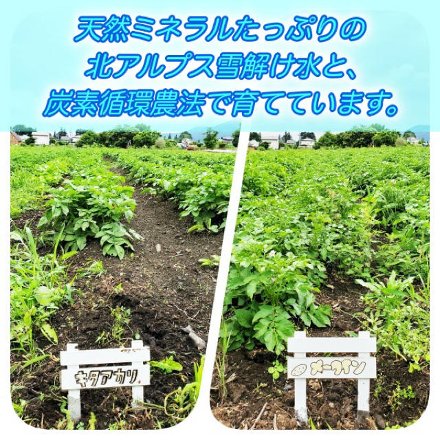 ブルーベリー付き 夏野菜セット 無農薬 減農薬 長野県 あづみ野産 2kgセット 食品/飲料/酒の食品(野菜)の商品写真