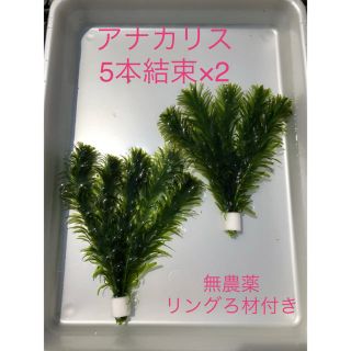 水草　アナカリス　5本結束×2(アクアリウム)