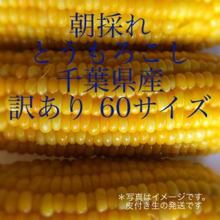 朝採れ とうもろこし 千葉県産 訳あり6本(野菜)