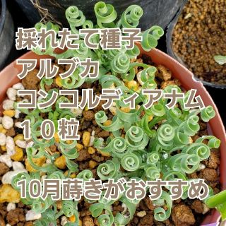 種子 １０粒 アルブカ コンコルディアナ ケープバルブ 冬型 多肉植物 球根植物の通販 By にっちぷらんつ S Shop ラクマ