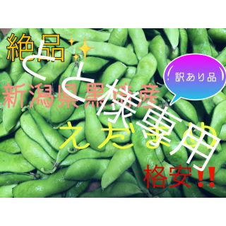 新潟県 黒埼産 えだまめ 8kg  訳あり品（ハネ豆）(野菜)