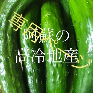 専用ペー阿蘇のきゅうり 小さいきゅうり1.5kg 次回発送7月26日 即購入OK(野菜)